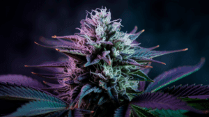 G13 Haze Terpene Profile: Understanding the Aromatics