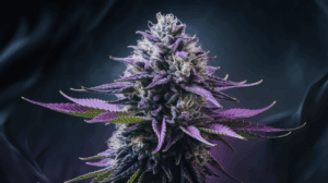 Cooking with G13 Haze: Edible Recipes and Dosing Guide