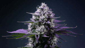 G13 Haze for Sleep: Does It Really Help Insomnia?