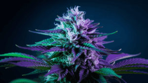 G13 Haze and Creativity: Why Artists Love This Strain
