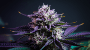 Best Time to Harvest G13 Haze: Signs of Peak Potency