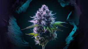 G13 Haze vs Similar Strains: A Comparison Guide