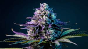 Best Time to Harvest G13 Haze: Signs of Peak Potency