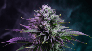 G13 Haze for Beginners: What to Expect Your First Time