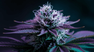 Medical Benefits of G13 Haze: Research and Patient Experiences