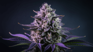 G13 Haze Side Effects: What You Should Know