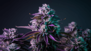 Medical Benefits of G13 Haze: Research and Patient Experiences
