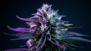 G13 Haze and Creativity: Why Artists Love This Strain