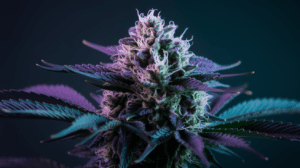G13 Haze and Creativity: Why Artists Love This Strain