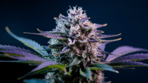 Growing G13 Haze in Cold Climates: Tips for Success