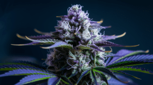 G13 Haze for Pain Management: User Experiences