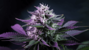 G13 Haze for Pain Management: User Experiences