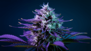 G13 Haze for Beginners: What to Expect Your First Time