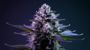 The History of G13 Haze: Origins and Cultural Impact