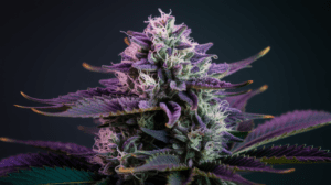 The History of G13 Haze: Origins and Cultural Impact