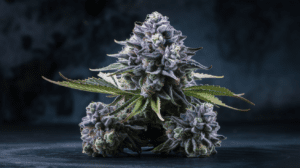 G13 Haze Side Effects: What You Should Know