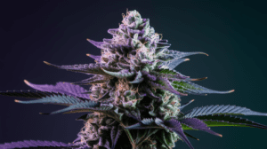 G13 Haze Growing Tips: Indoor vs Outdoor Cultivation Guide