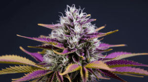 G13 Haze vs Similar Strains: A Comparison Guide