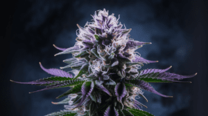G13 Haze Side Effects: What You Should Know